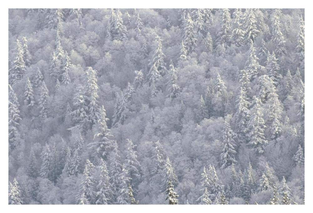Winter forest, British Columbia-Paper Art-38x26”