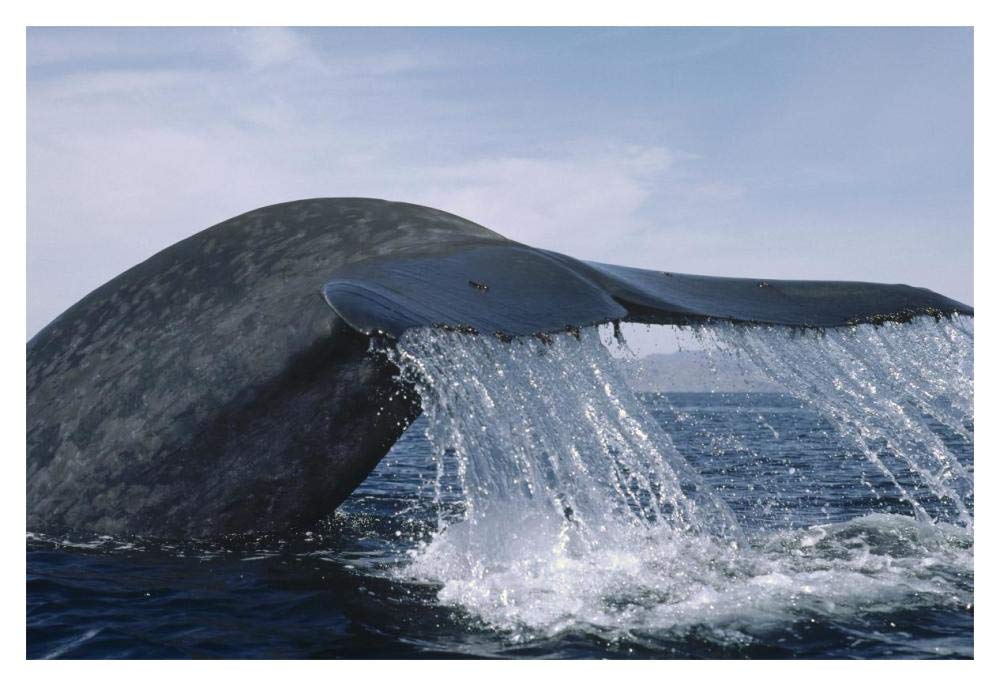 Blue Whale tail, Sea of Cortez, Mexico-Paper Art-20x14”