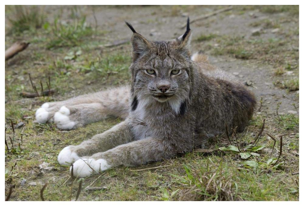 Canada Lynx reclining showng typically large feet, Haines, Alaska-Paper Art-62x42”