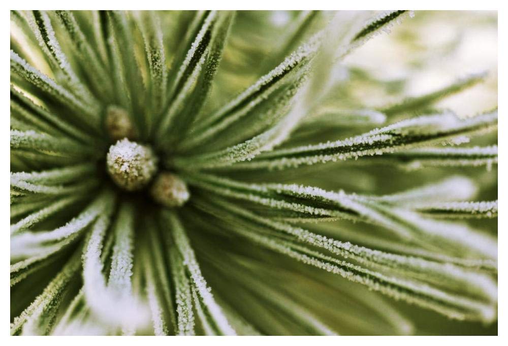 Scotch Pine close up, Europe-Paper Art-50x34”