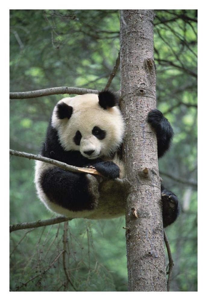 Giant Panda in tree-Paper Art-22x32”