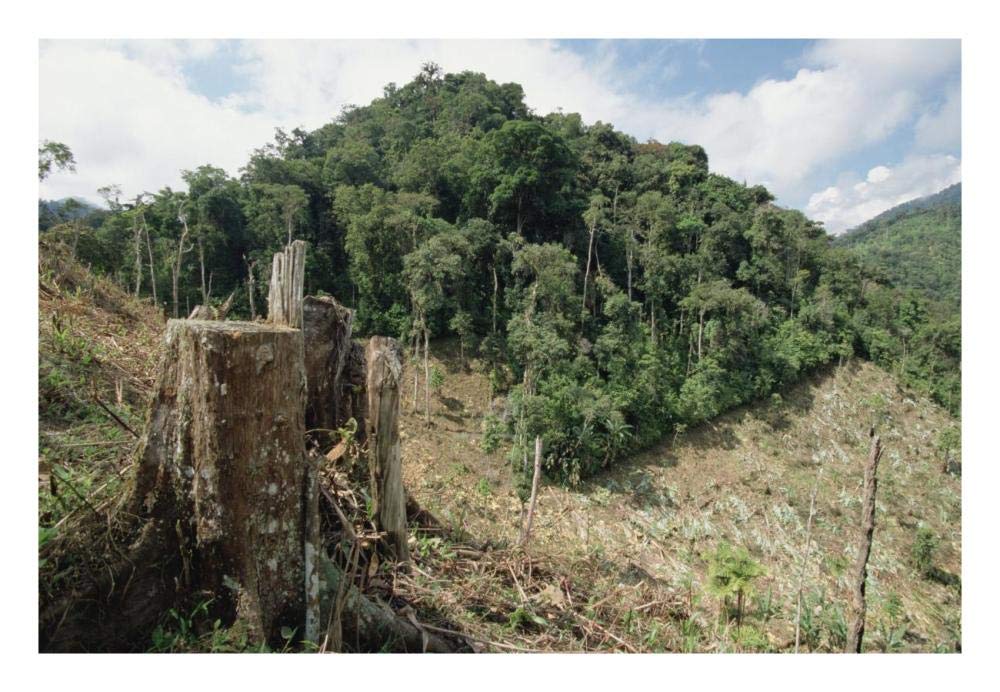 Deforested hillside of wet montane rainforest near Los Cedros Biological Reserve, Choco Phytogeographic region, northwest Ecuador-Paper Art-26x18”