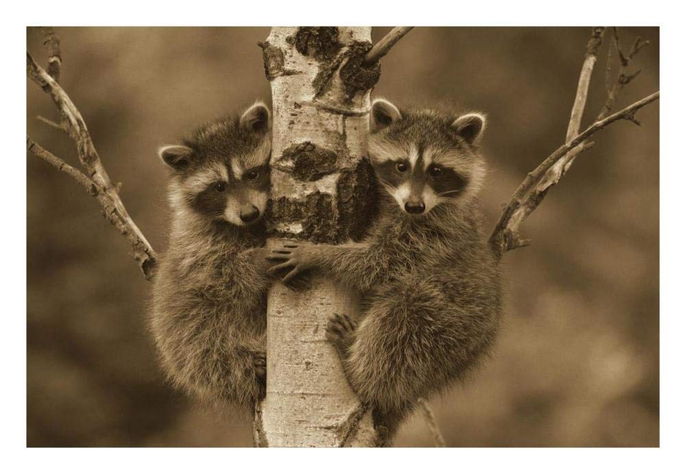 Raccoon two babies climbing tree, North America - Sepia-Paper Art-26x20”