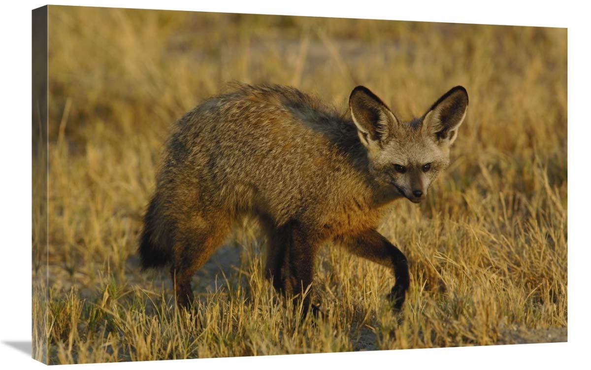 Bat-eared Fox portrait, Africa-Canvas Art-30x20”