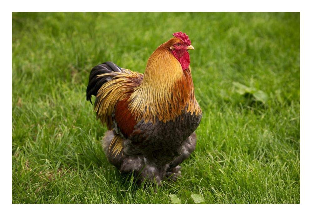 Domestic Chicken, Partridge Brahma, cockerel, standing on grass-Paper Art-26x18”