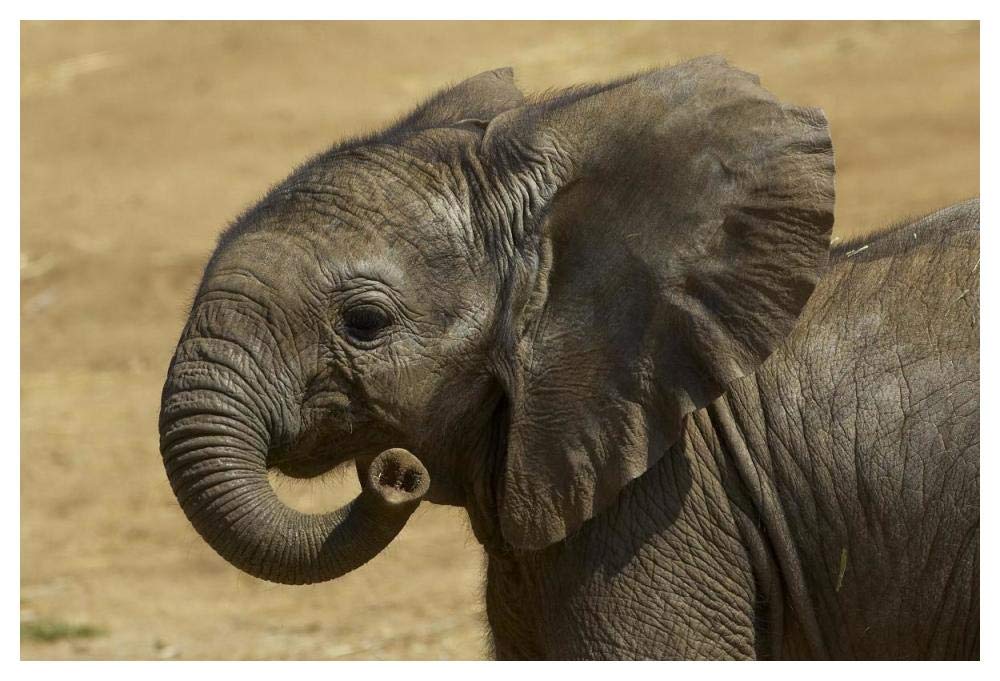 African Elephant calf portrait, native to Africa-Paper Art-50x34”