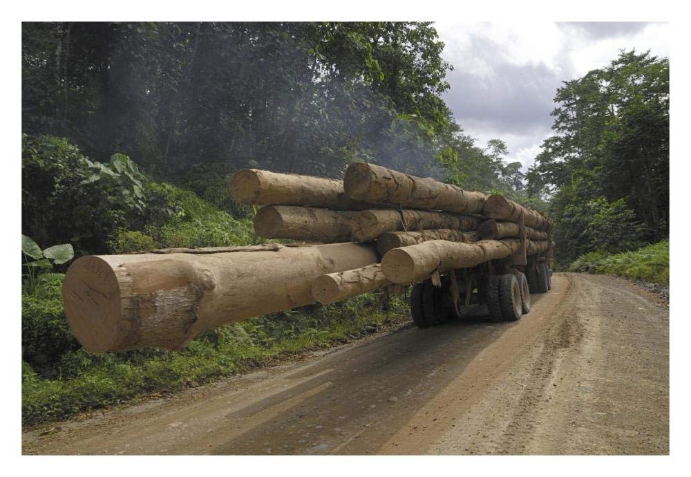 Truck with timber from a logging area, Danum Valley Conservation Area, Borneo, Malaysia-Paper Art-32x22”
