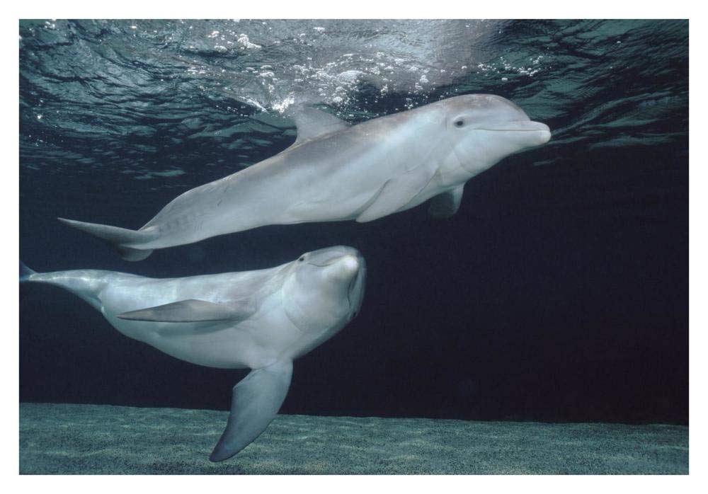 Bottlenose Dolphin underwater pair, Hawaii-Paper Art-38x26”