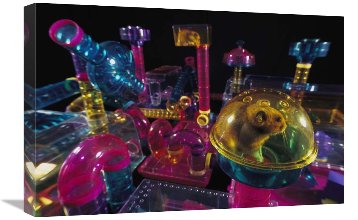 Golden Hamster in its plastic house, overlooking hamster-city habitrail-Canvas Art-24x16”