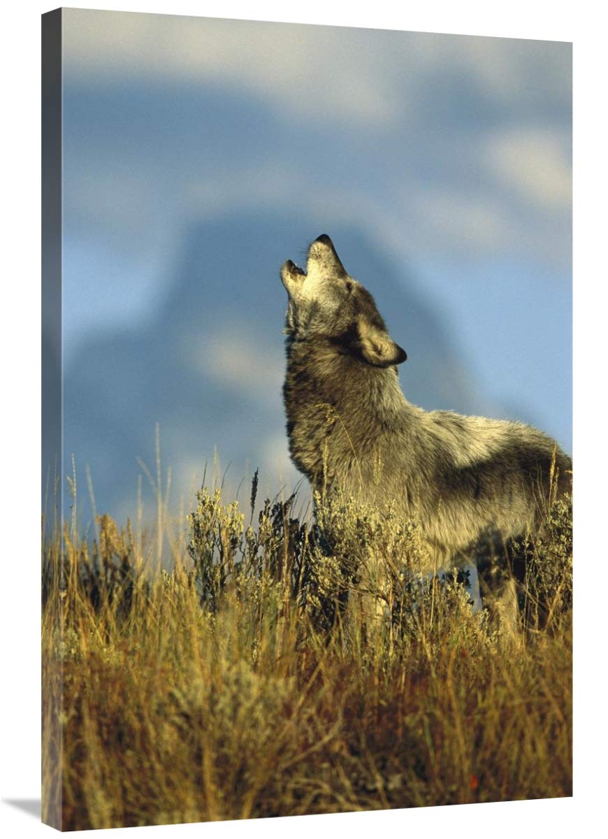 Timber Wolf adult howling, Teton Valley, Idaho-Canvas Art-24x36”