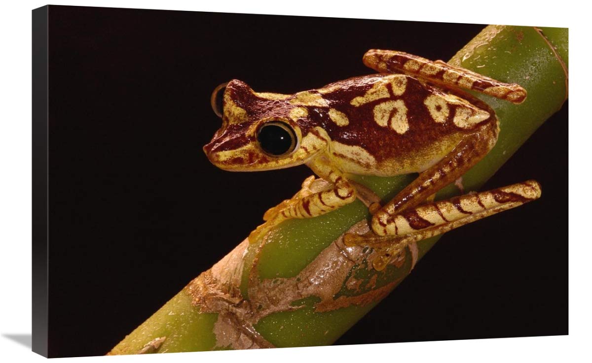 Chachi Tree Frog adult, Choco Rainforest, Ecuador-Canvas Art-30x20”