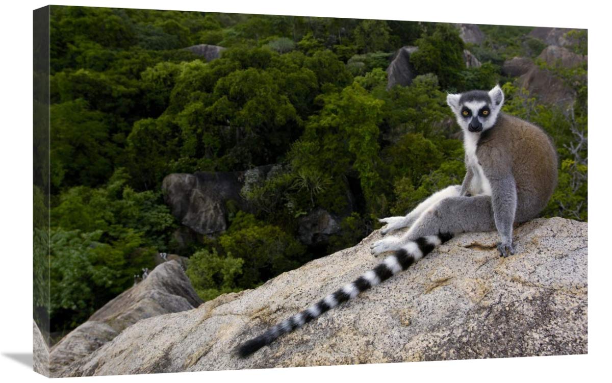 Ring-tailed Lemur resting on rocks in the Andringitra Mountains, Madagascar-Canvas Art-30x20”