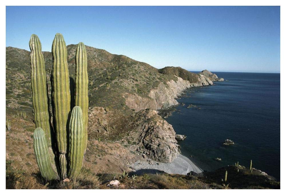 Giant Cardon cactus, Santa Catalina Island, Sea of Cortez, Baja California, Mexico-Paper Art-50x34”