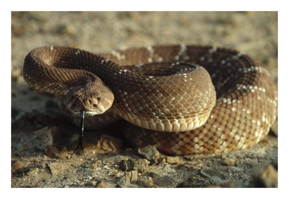 Red Rattlesnake, Baja California, Mexico-Paper Art-26x18”