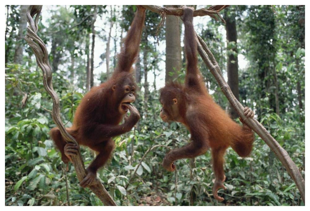 Orangutan pair playing in trees, Borneo-Paper Art-62x42”