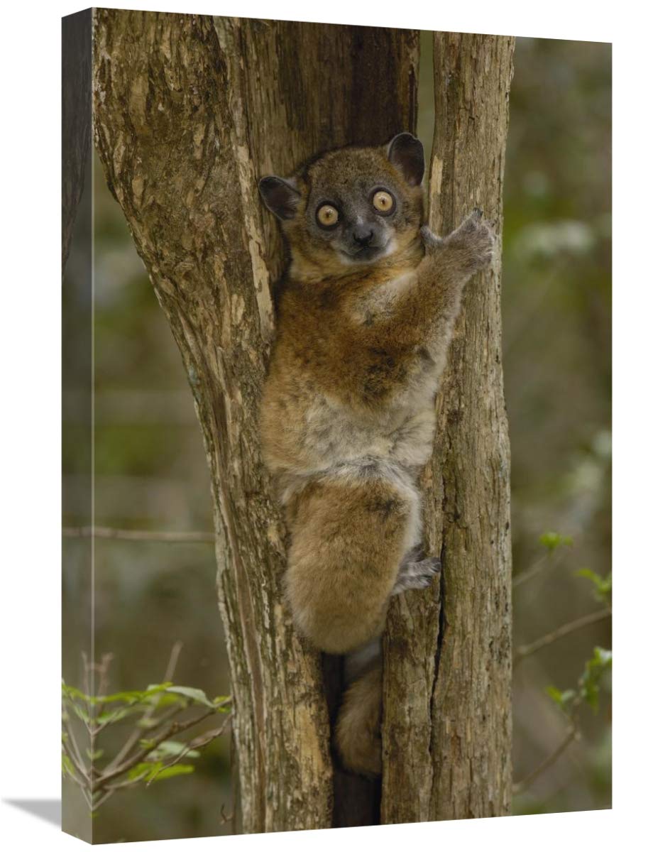 Red-tailed Sportive Lemur in tree trunk, Zombitse Reserve, Madagascar-Canvas Art-16x24”