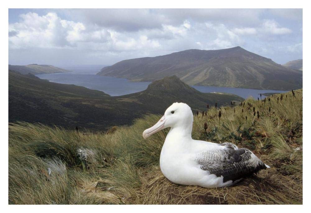 Southern Royal Albatross on tussock grass nest, Campbell Island, New Zealand-Paper Art-38x26”