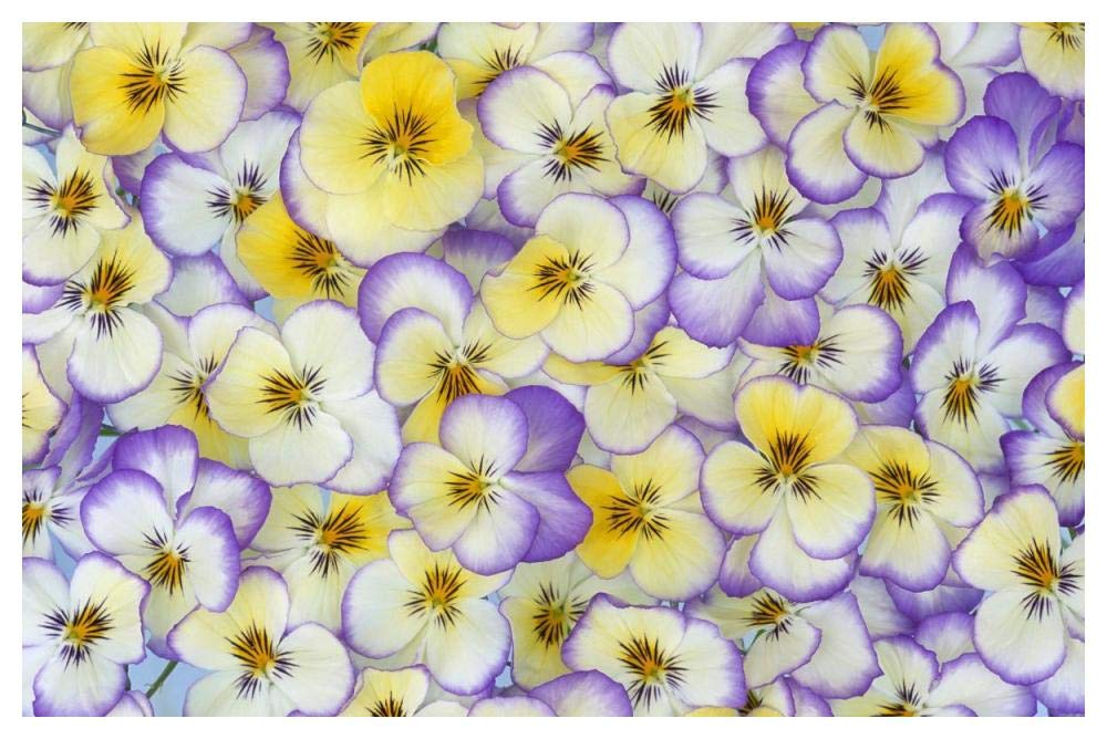 Violet flowers in white, yellow and purple, Europe and North America-Paper Art-50x34”