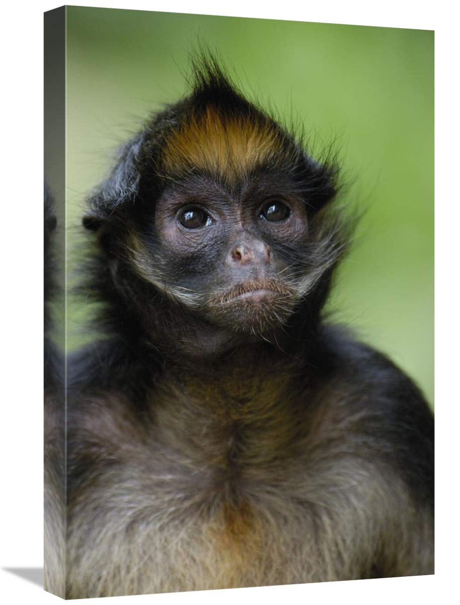 White-bellied Spider Monkey portrait,  Amazon Rainforest, Ecuador-Canvas Art-16x24”