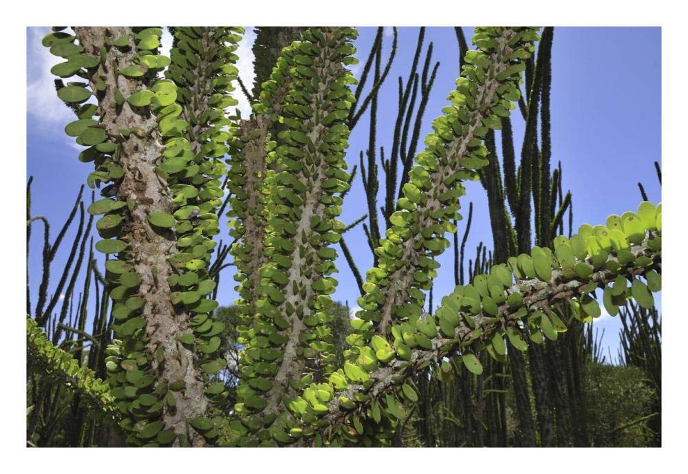 Madagascan Ocotillo, Spiny Forest, Berenty Private Reserve, Madagascar-Paper Art-26x18”