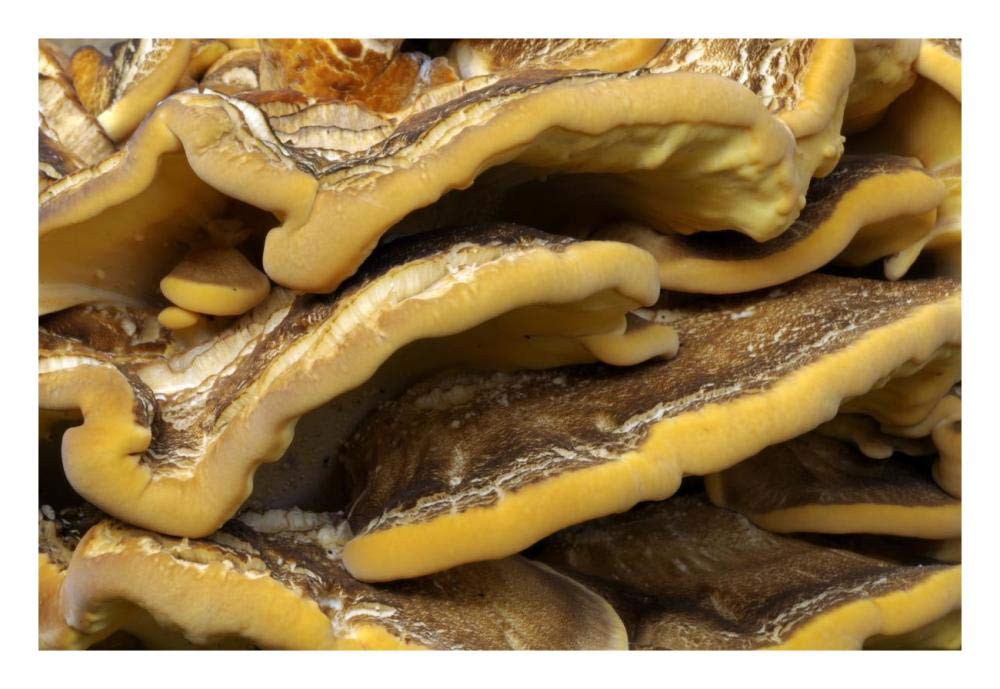 Braket fungus detail, Belgium-Paper Art-26x18”