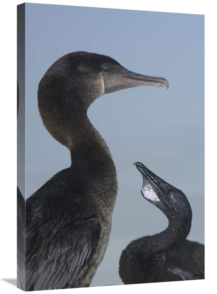 Flightless Cormorant at nest with chick, Galapagos Islands, Ecuador-Canvas Art-20x30”