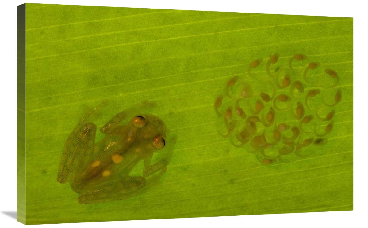 Glass Frog with egg-clutch and tadpoles under leaf, Choco rainforest,  Ecuador-Canvas Art-36x24”