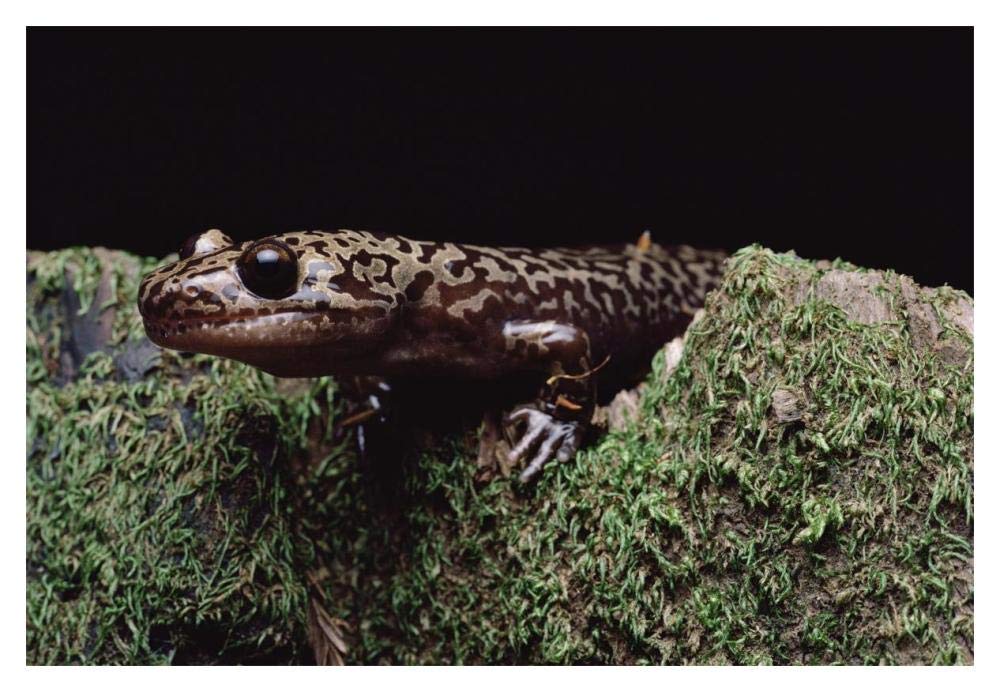 Pacific Giant Salamander on mossy rock, central California-Paper Art-20x14”
