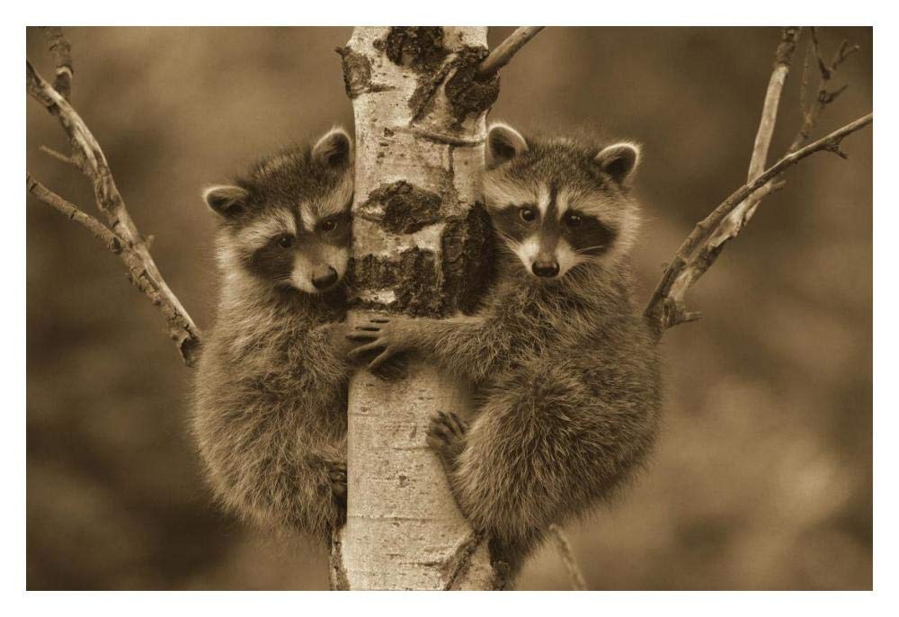 Raccoon two babies climbing tree, North America - Sepia-Paper Art-18x14”
