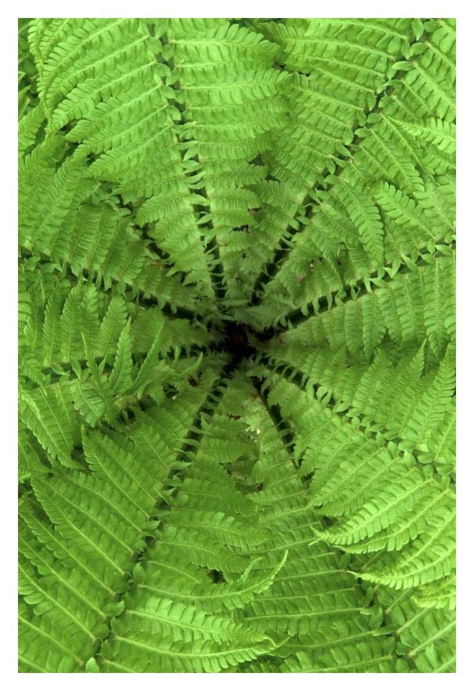 Ostrich Fern fronds, Netherlands-Paper Art-14x20”