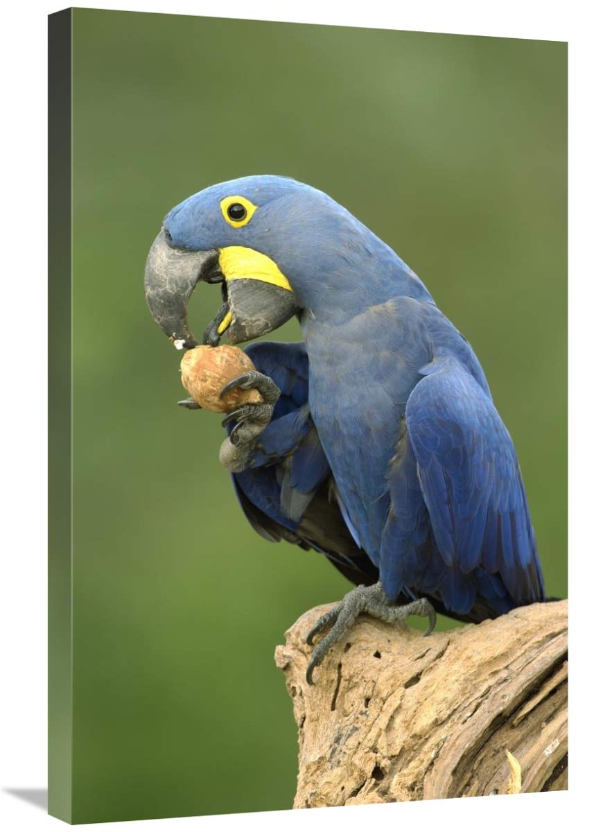 Hyacinth Macaw in Cerrado habitat eating Piassava Palm nuts, Brazil-Canvas Art-20x30”