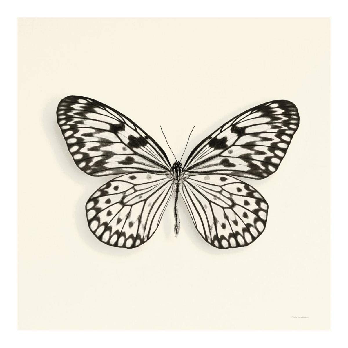 Butterfly V - BW -Paper Art-20x20”
