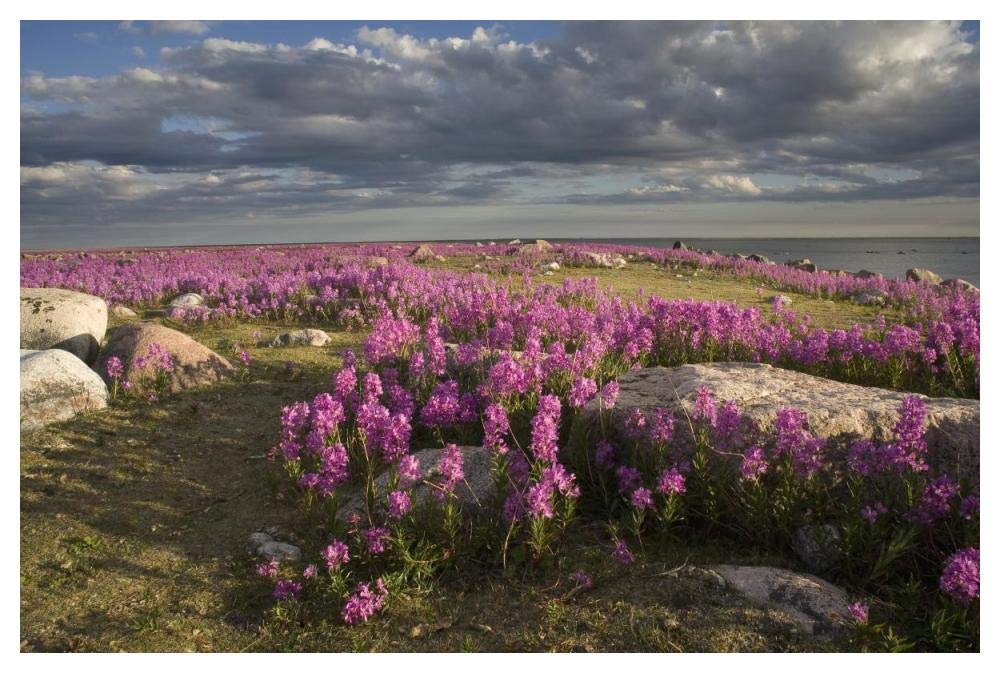 Fireweed covered island, Hudson Bay, Canada-Paper Art-50x34”