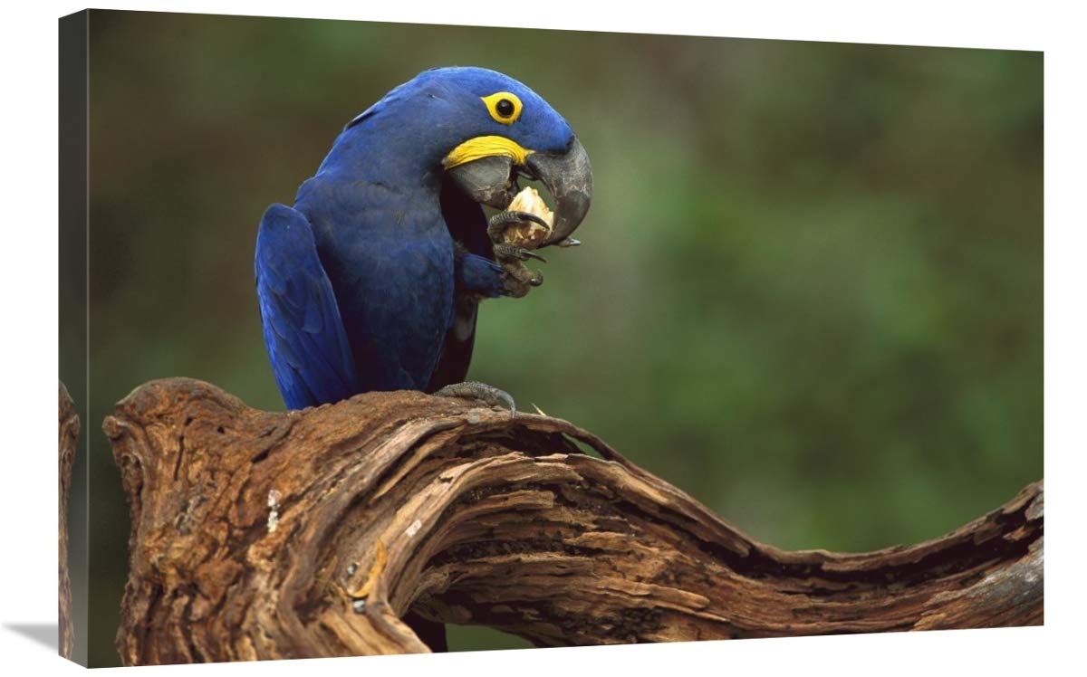 Hyacinth Macaw eating Piassava Palm nuts, Cerrado, Brazil-Canvas Art-30x20”