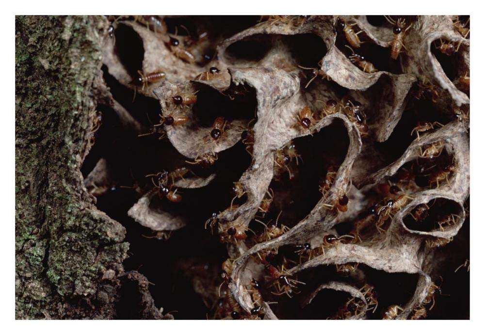 Nasute Termite nest reveals soldiers with dart-gun heads, Amazonian Peru-Paper Art-32x22”