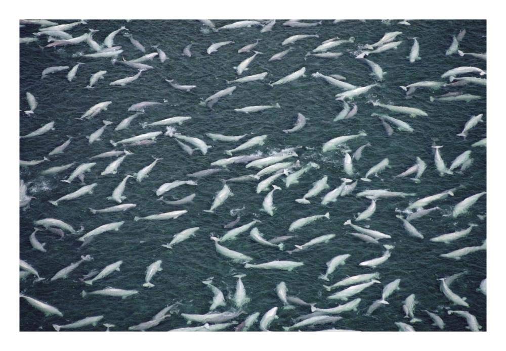 Beluga whale, hundreds swim and molt in freshwater shallows, NWT, Canada-Paper Art-26x18”