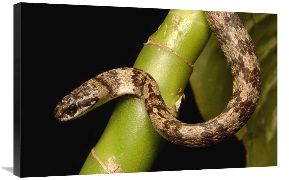 Mollusc-eating Snake nocturnal, Guallabamba region, Andes Mountains, Ecuador-Canvas Art-36x24”