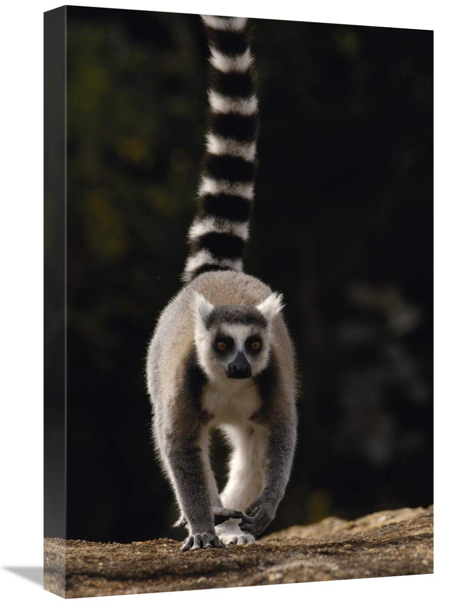 Ring-tailed Lemur,  near Andringitra Mountains  Madagascar-Canvas Art-16x24”