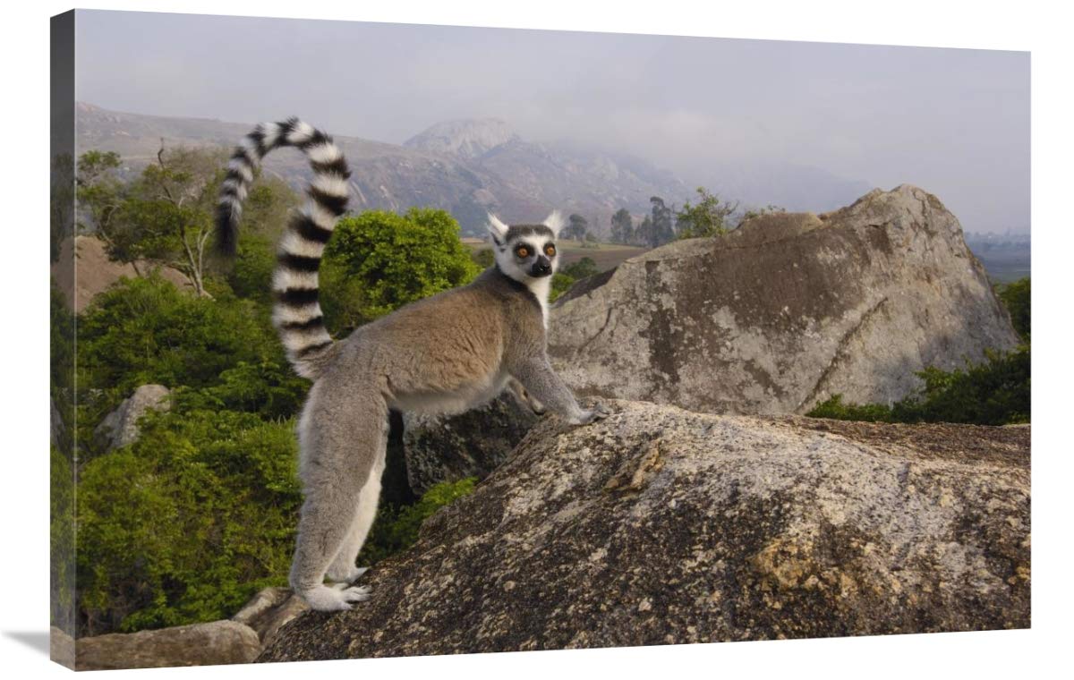 Ring-tailed Lemur in the Andringitra Mountains, Madagascar-Canvas Art-36x24”