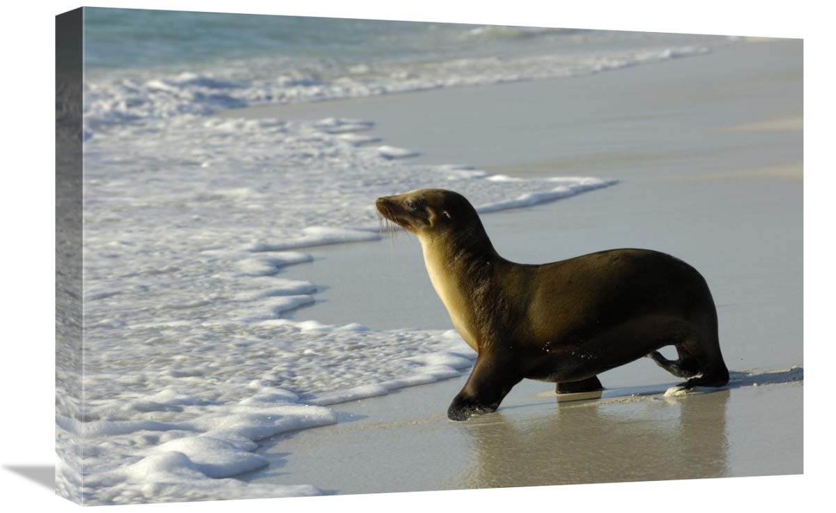 Galapagos Sea Lion, Gardner Bay, Espanola Island, Galapagos Islands, Ecuador-Canvas Art-24x16”