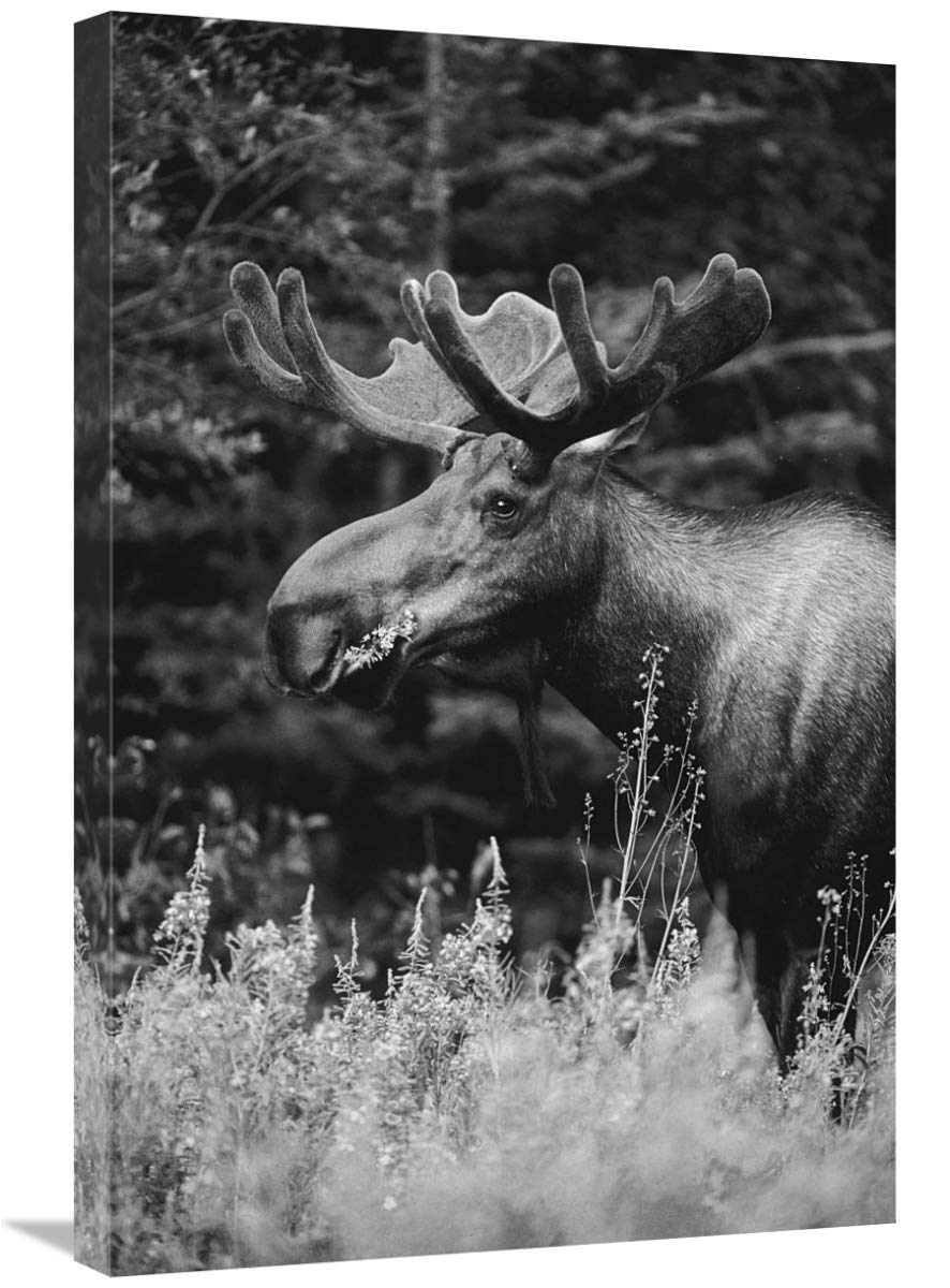 Alaska Moose feeding on Fireweed flowers in the spring, Alaska - Black and White-Canvas Art-20x30”