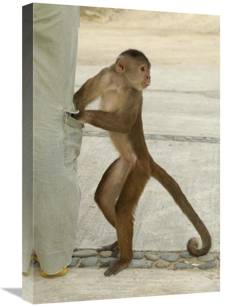 White-fronted Capuchin checking pant pocket, Puerto Misahualli,  Ecuador-Canvas Art-16x24”
