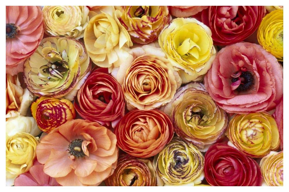 Buttercup flowers, close up of a group of orange, pink, yellow and red flowers-Paper Art-50x34”