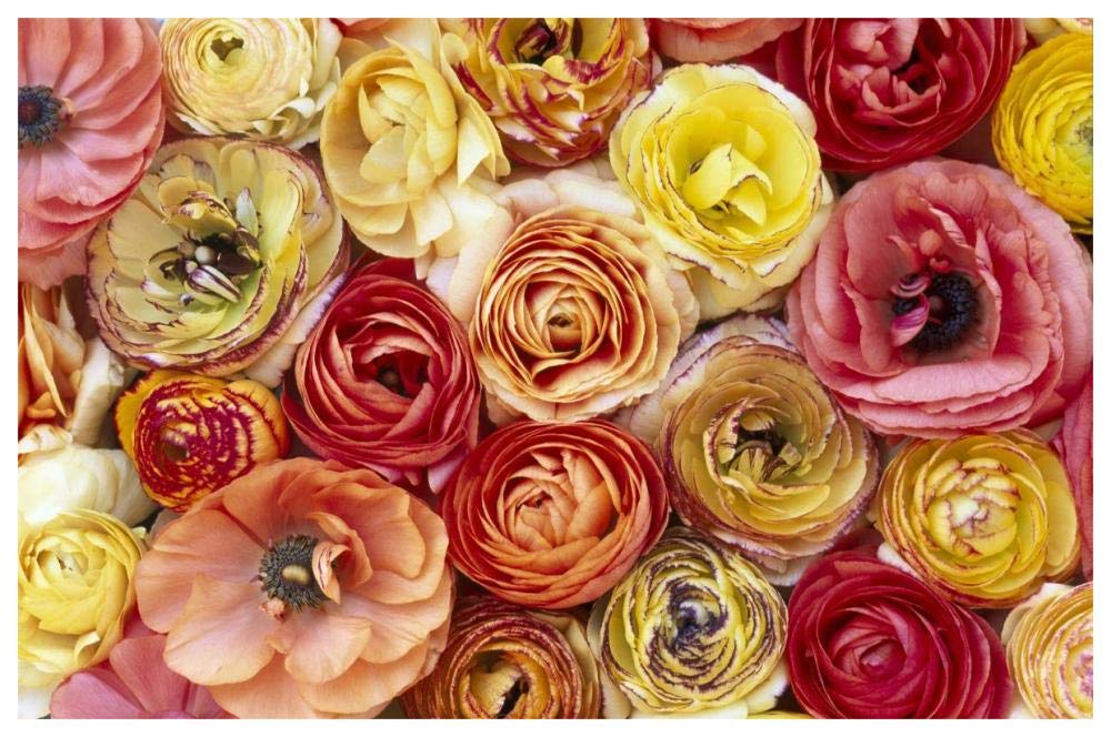 Buttercup flowers, close up of a group of orange, pink, yellow and red flowers-Paper Art-62x42”