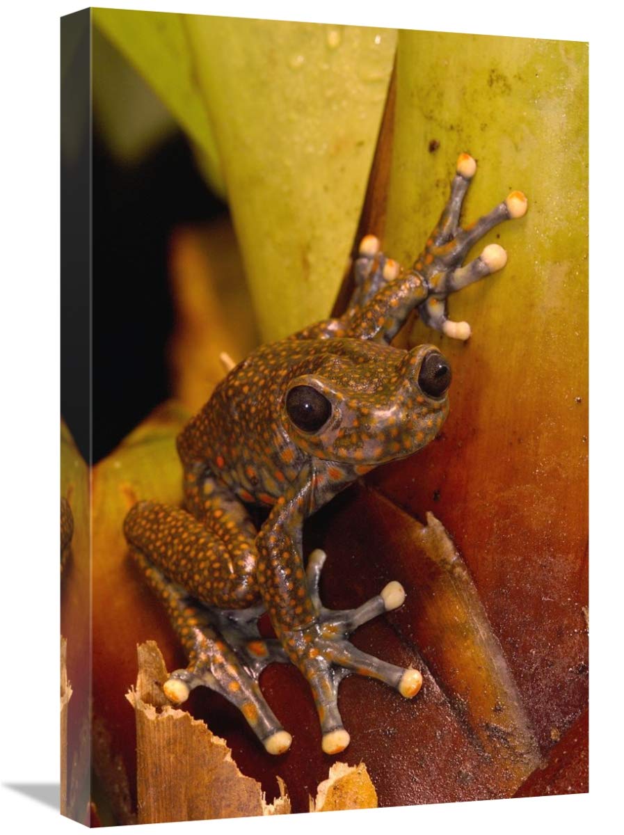 Strawberry Tree Frog male in cloud forest, Carchi Province, Ecuador-Canvas Art-16x24”