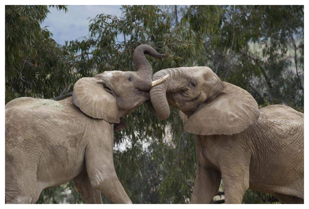 African Elephant bulls sparring, native to Africa-Paper Art-62x42”