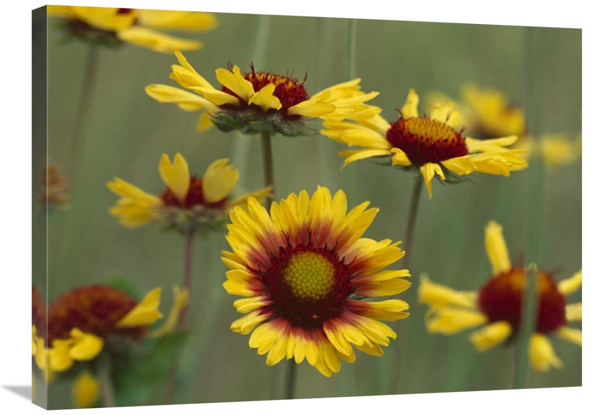 Indian Blanket flowers North America-Canvas Art-32x24″