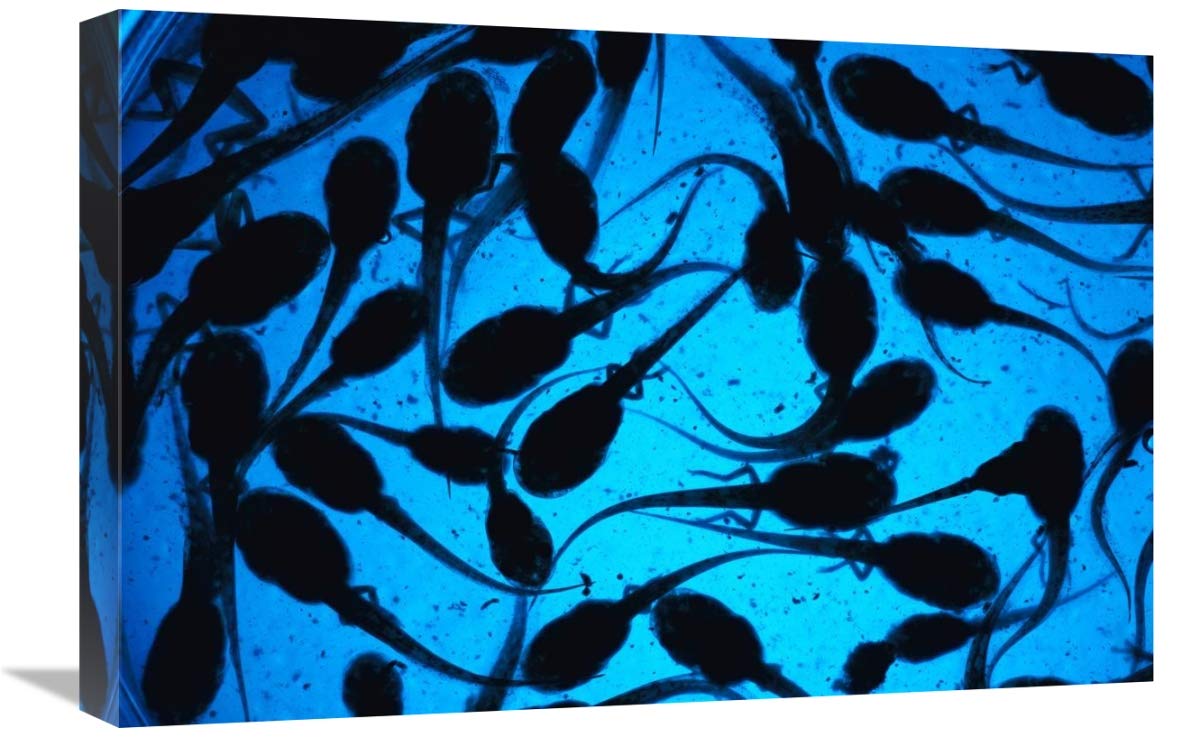 Cayenne Slender-legged Tree Frog tadpoles, native to South America-Canvas Art-24x16”