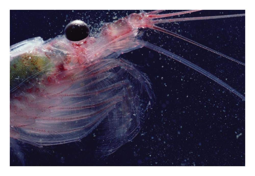 Antarctic Krill, Antarctica-Paper Art-26x18”