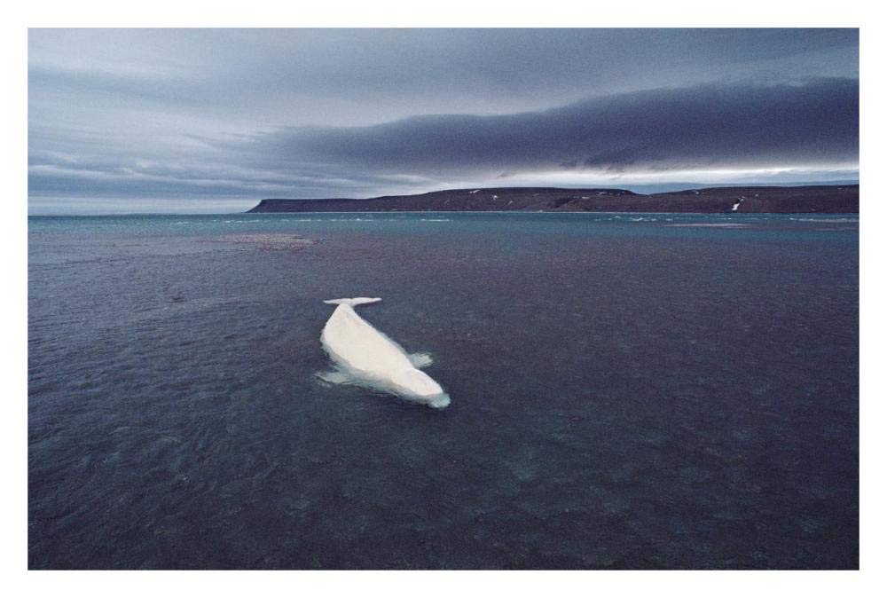 Stranded Beluga whale awaiting incoming tide as storm approaches, Canada-Paper Art-32x22”